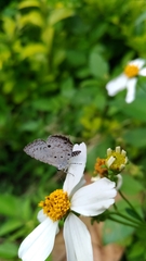 Megisba malaya sikkima