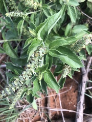 Ocimum americanum americanum