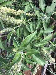 Ocimum americanum americanum