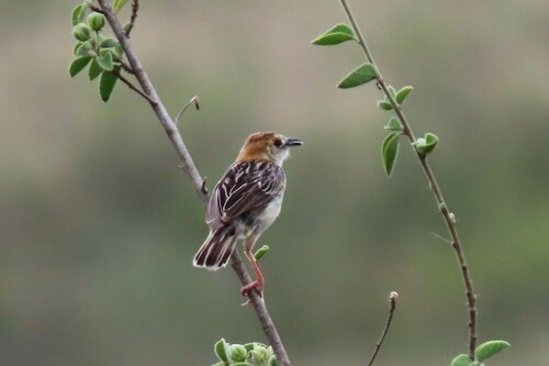 iNaturalist image