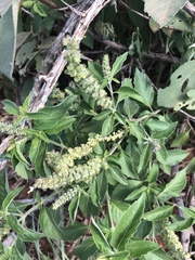 Ocimum americanum americanum