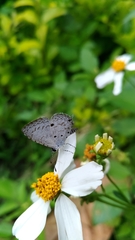 Megisba malaya sikkima