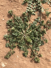 Lepidium oblongum