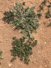 Lepidium oblongum