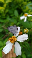 Megisba malaya sikkima