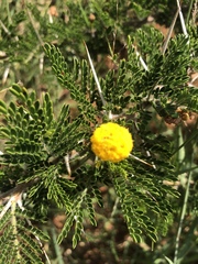 Vachellia permixta