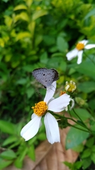 Megisba malaya sikkima