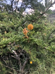 Vachellia permixta