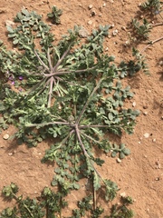 Lepidium lasiocarpum