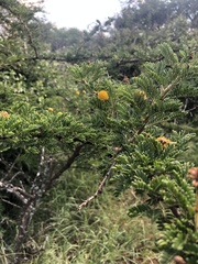 Vachellia permixta