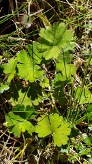Geranium microphyllum