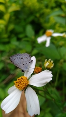 Megisba malaya sikkima