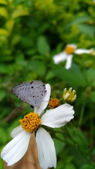 Megisba malaya sikkima