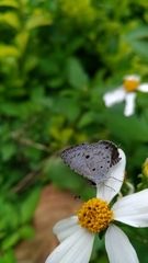 Megisba malaya sikkima