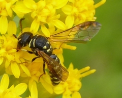 Sapygidae