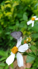 Megisba malaya sikkima