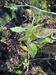 Toxicodendron radicans image
