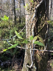 Toxicodendron radicans image