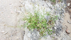 Pleurocoronis laphamioides