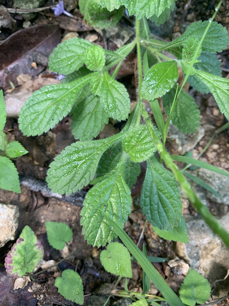 Stachytarpheta strigosa