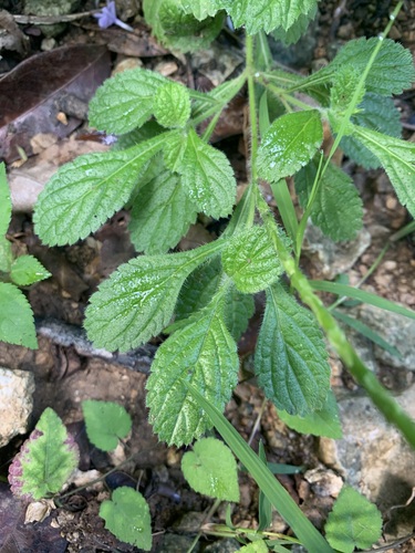 Stachytarpheta strigosa