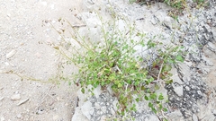 Pleurocoronis laphamioides