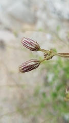 Pleurocoronis laphamioides