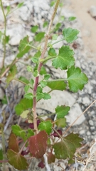 Pleurocoronis laphamioides