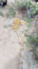 Pleurocoronis laphamioides