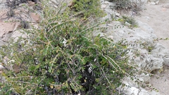 Euphorbia magdalenae