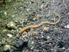 Micrognathus pygmaeus