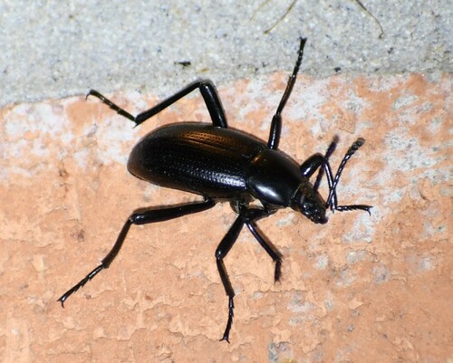 Eleodes carbonaria