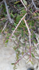 Euphorbia magdalenae