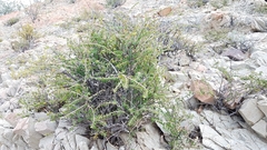 Euphorbia magdalenae