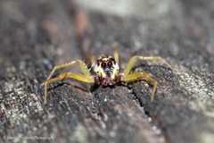 Epocilla