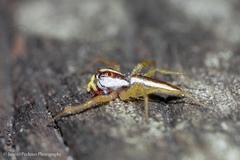 Epocilla