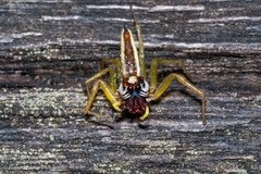Epocilla