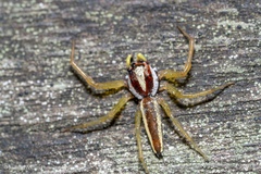 Epocilla