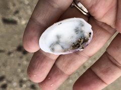 Semele rubropicta