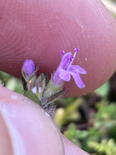 Thymus serpyllum