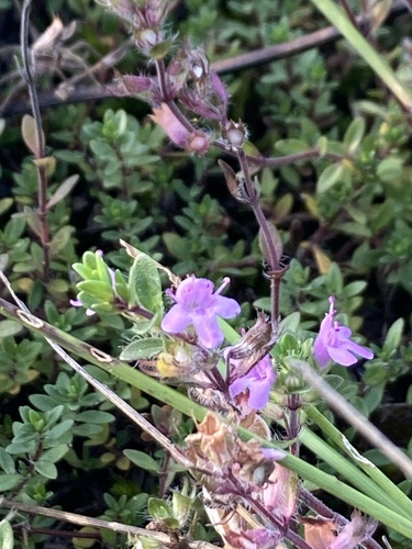 Thymus serpyllum