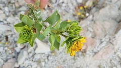 Encelia densifolia