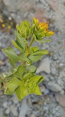 Encelia densifolia