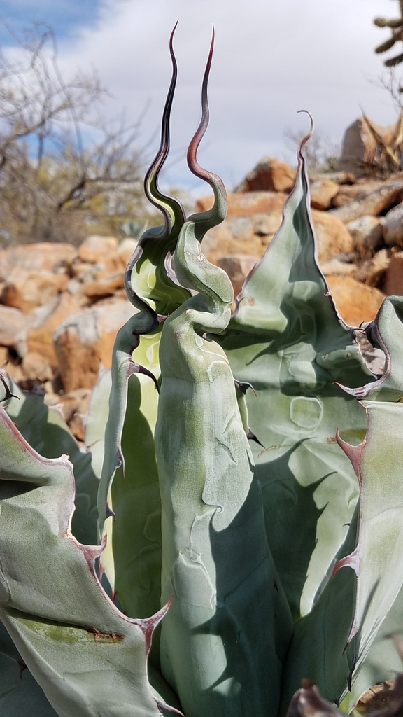 Agave azurea (Azure Agave)