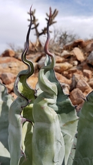 Agave azurea