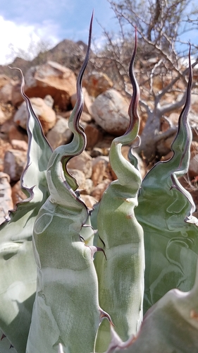 Agave azurea