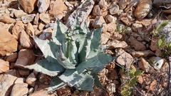 Agave azurea