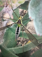 Leptotarsus albistigma