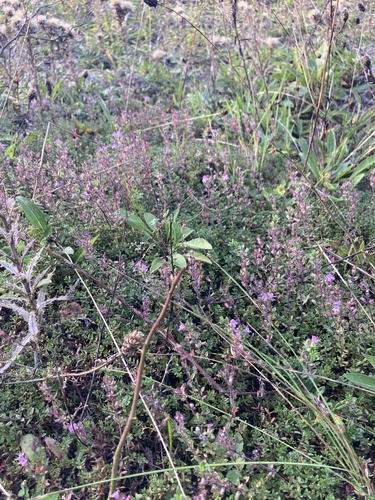 Thymus serpyllum