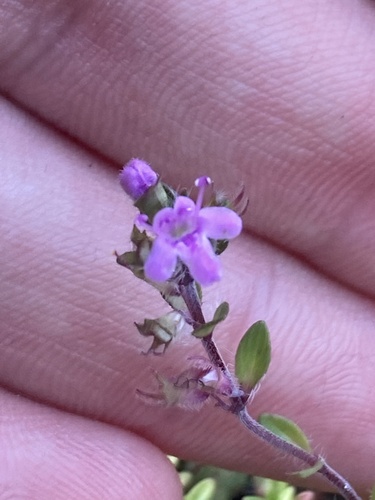 Thymus serpyllum